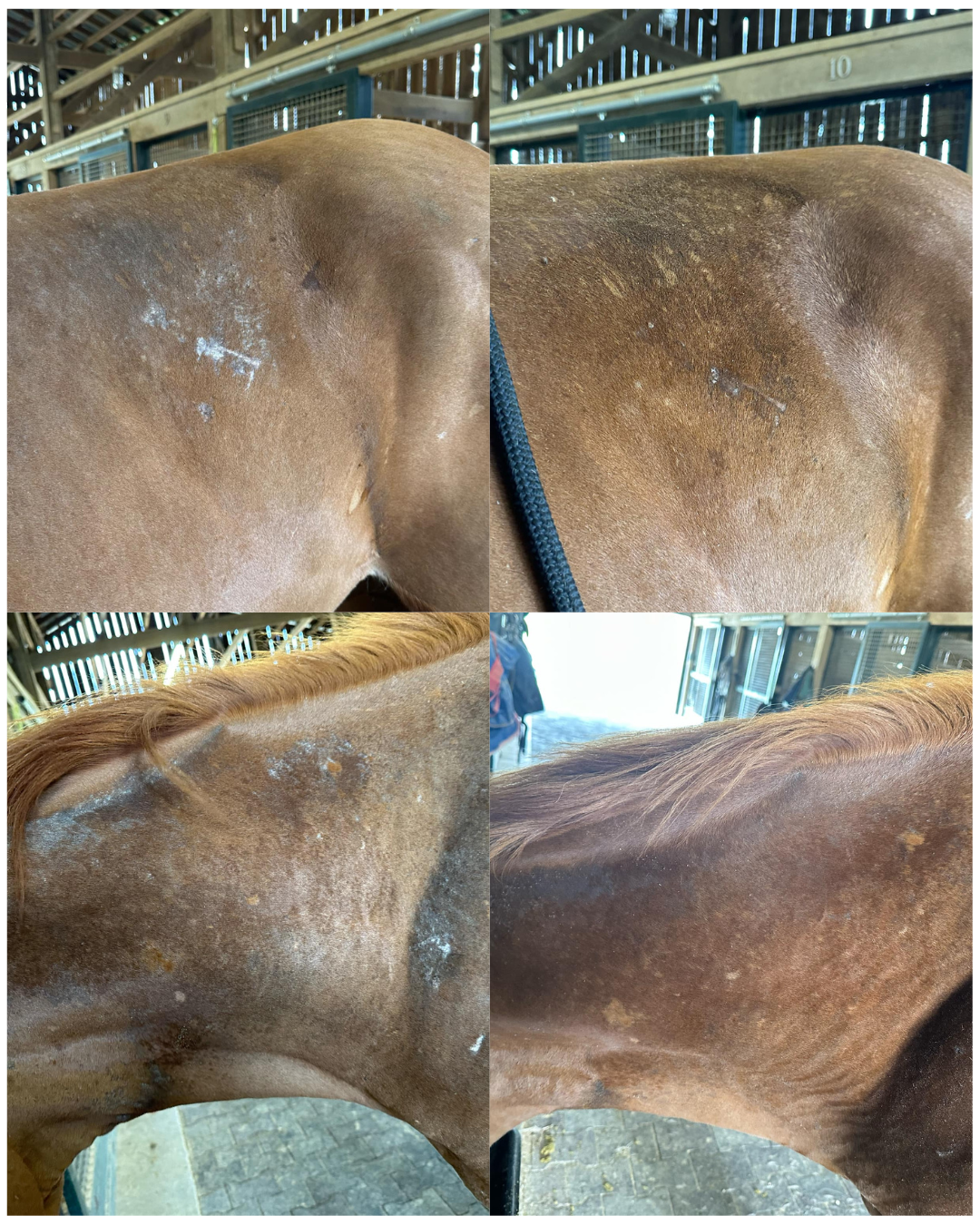 Mane Soothe – Natural Rain Rot Balm