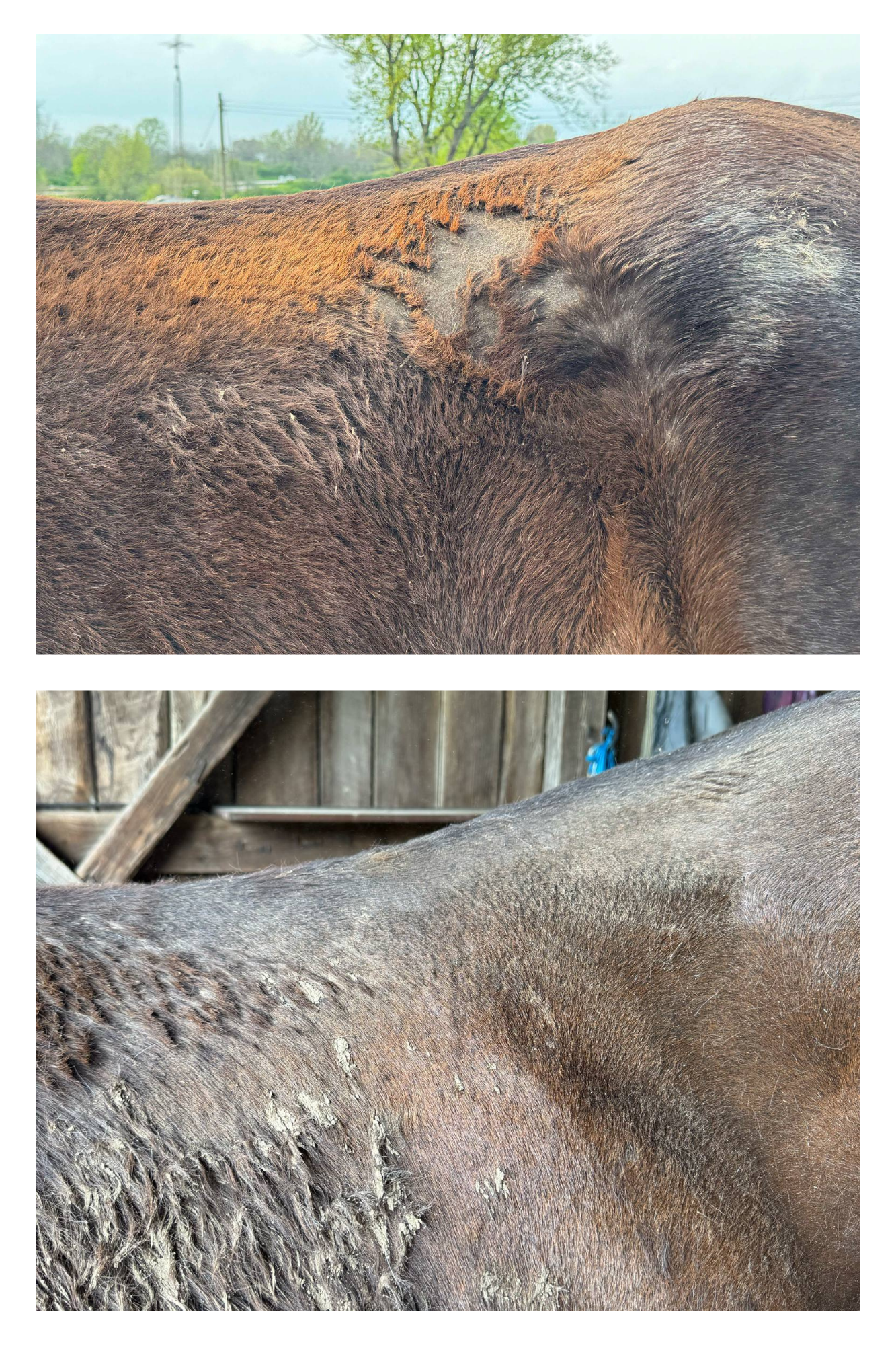 Mane Soothe – Natural Rain Rot Balm