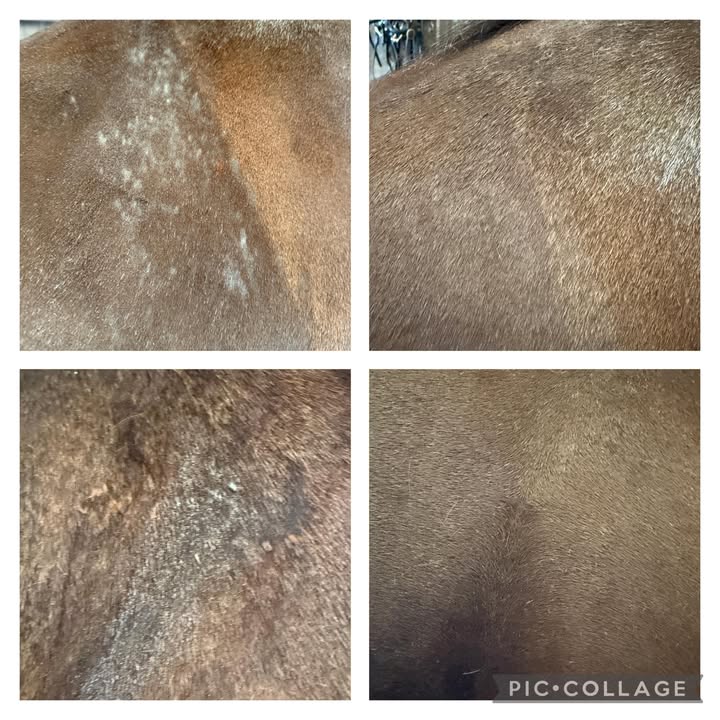 Mane Soothe – Natural Rain Rot Balm