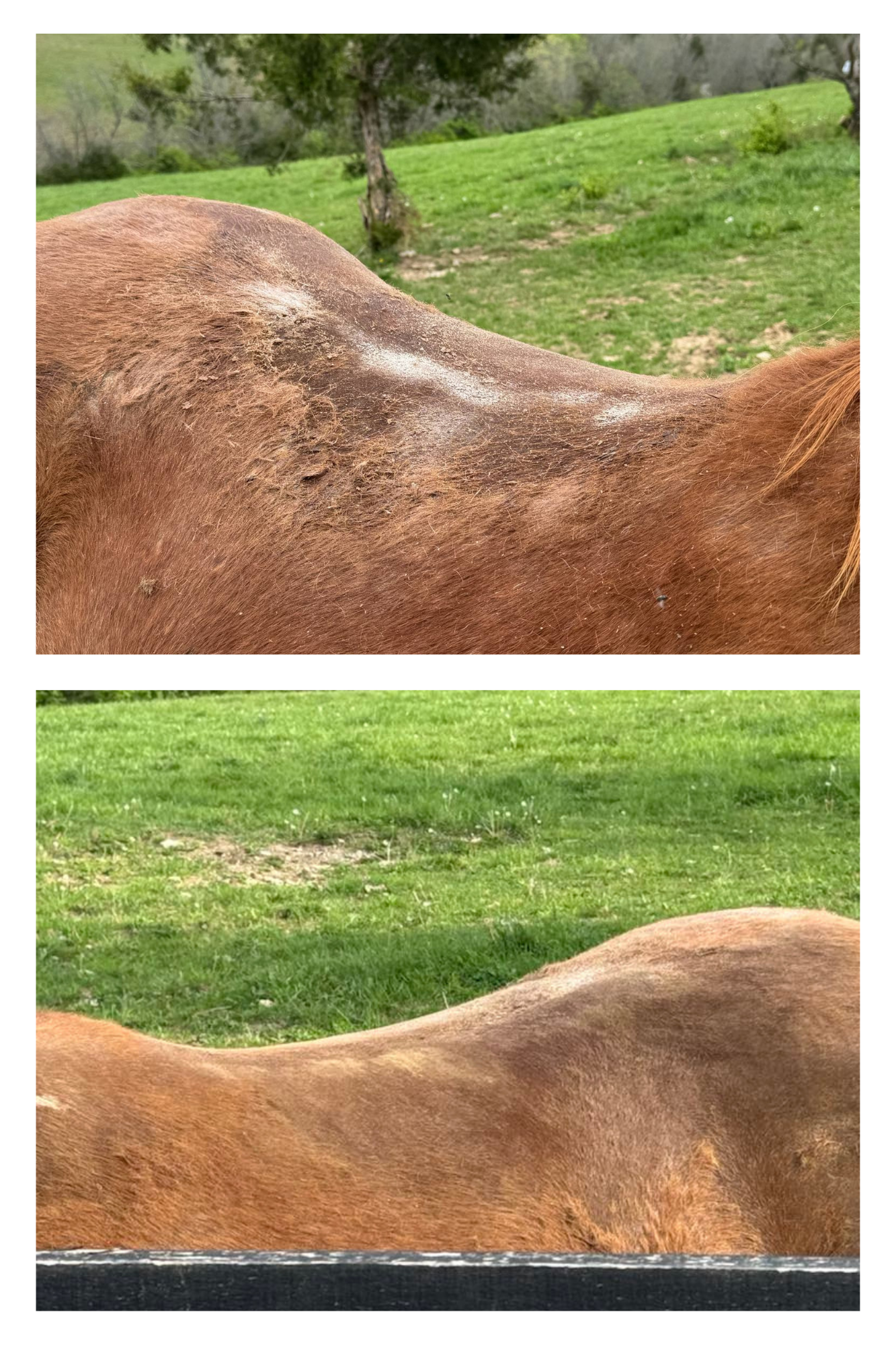 Mane Soothe – Natural Rain Rot Balm
